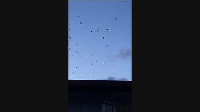 Video Reference: Sky, Blue, Cloud, Atmosphere, Architecture, Line, Tree, Space, Daylighting, Window