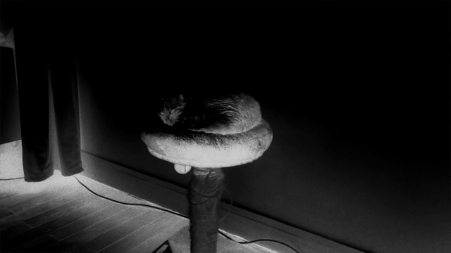 Video Reference: Black, White, Black-and-white, Monochrome photography, Monochrome, Still life photography, Darkness, Photography, Organism, Hand