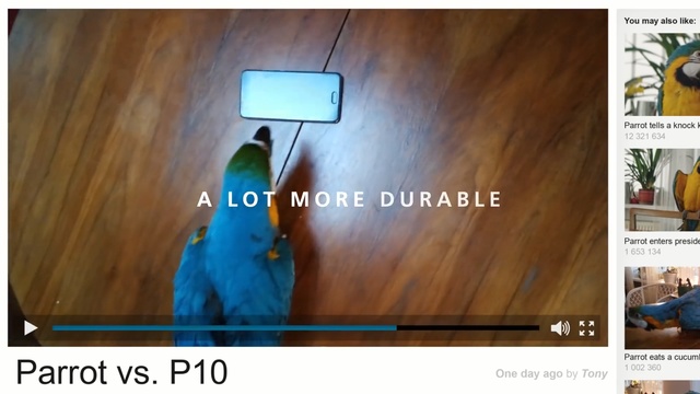 Video Reference: Wood, Hardwood, Design, Adaptation, Wood stain, Plywood, Parrot