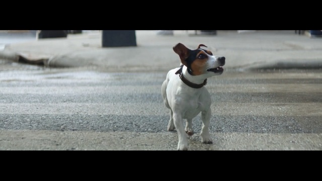 Video Reference: dog, dog like mammal, dog breed, jack russell terrier, mammal, dog breed group, russell terrier, rat terrier, carnivoran, toy fox terrier