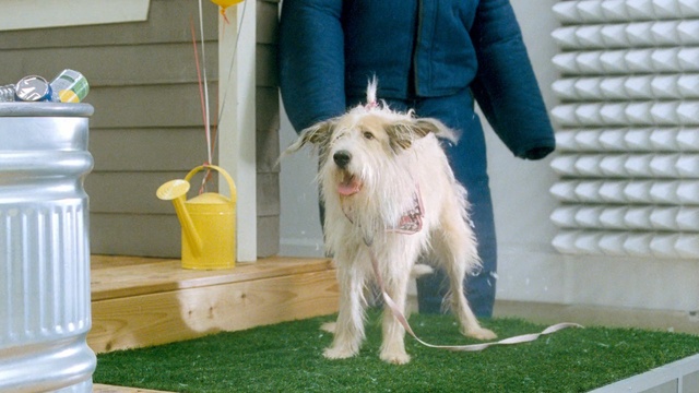 Video Reference: dog, dog breed, dog like mammal, conformation show, dog breed group, companion dog, wire hair fox terrier, sapsali, terrier, petit basset griffon vendéen, Person