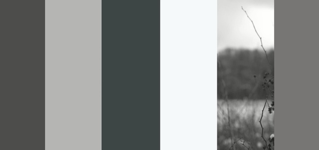 Video Reference: White, Photograph, Black, Nature, Monochrome photography, Black-and-white, Monochrome, Atmospheric phenomenon, Tree, Snapshot