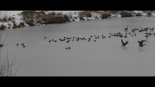 Video Reference: snow, freezing, water bird, fauna, winter, bird, animal migration, geological phenomenon, ice, ducks geese and swans