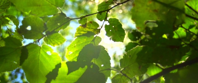 Video Reference: green, leaf, vegetation, tree, light, branch, sunlight, sky, deciduous, computer wallpaper