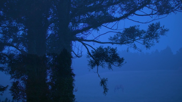 Video Reference: sky, blue, nature, ecosystem, tree, atmosphere, forest, branch, morning, biome