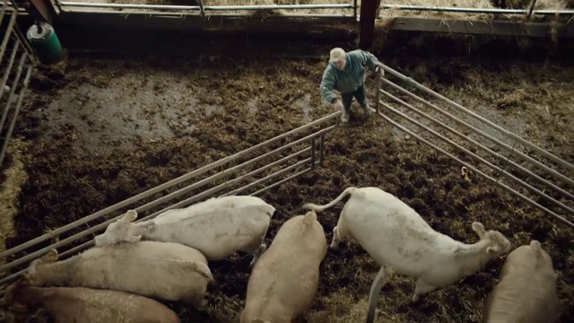 Video Reference: Domestic pig, Suidae, Livestock, Sheep, Sheep, Farm