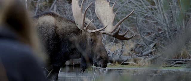 Video Reference: Wildlife, Antler, Moose, Horn, Wilderness, Elk, Reindeer, Organism, Terrestrial animal, Snout