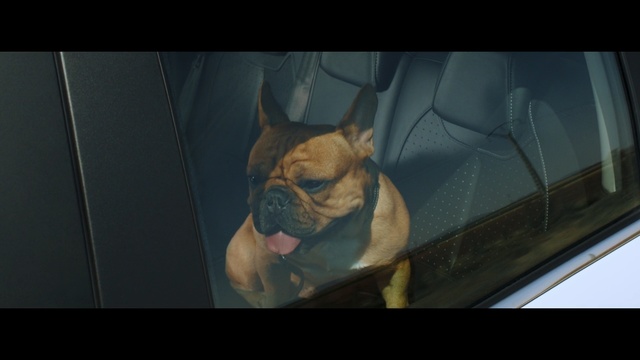Video Reference: dog like mammal, dog, mammal, vertebrate, snout, dog breed, screenshot, bulldog, carnivoran, french bulldog