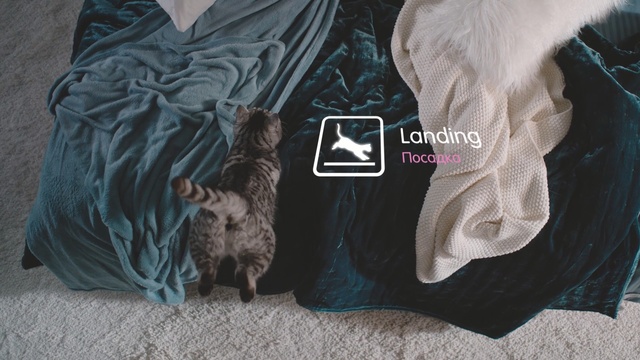 Video Reference: Textile, Fur, T-shirt, Canidae