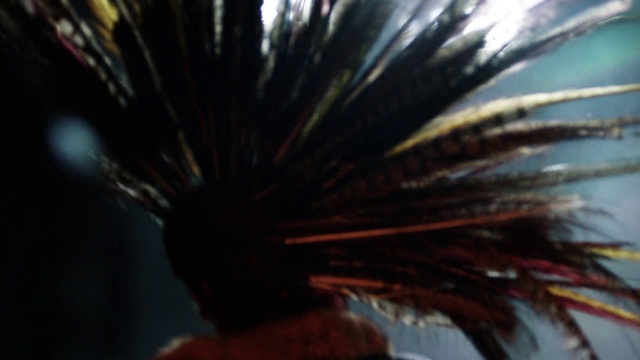 Video Reference: Hair, Organism, Close-up, Macro photography, Plant, Feather