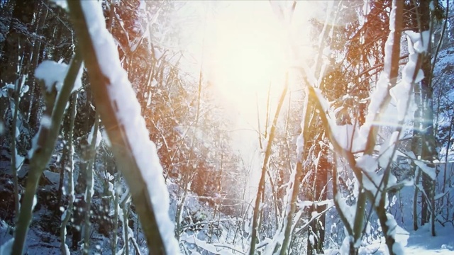 Video Reference: Tree, Light, Freezing, Sunlight, Winter, Branch, Water, Grass, Plant, Ice, Person
