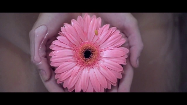 Video Reference: barberton daisy, Flower, Pink, Gerbera, Petal, Plant, Close-up, Flowering plant, Daisy family, Daisy