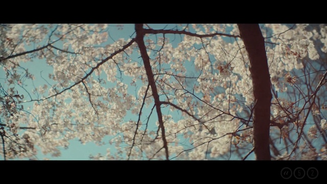 Video Reference: Branch, Nature, Tree, Blossom, Spring, Plant, Cherry blossom, Twig, Sky, Woody plant