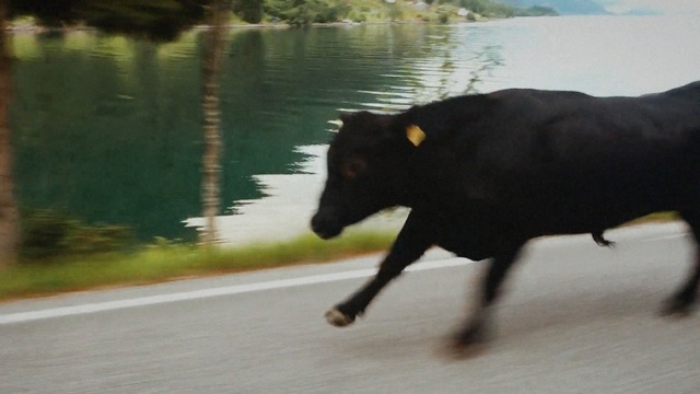 Video Reference: Bovine, Bull, Working animal, Cow-goat family, Snout, Wildlife, Organism, Livestock, Landscape, Road
