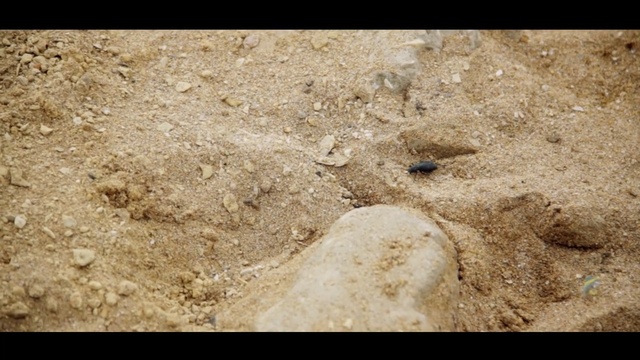 Video Reference: fauna, soil, sand, organism, geology, rock