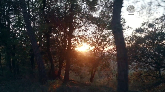 Video Reference: Tree, Nature, Forest, Sunlight, Natural environment, Woodland, Atmospheric phenomenon, Morning, Light, Branch