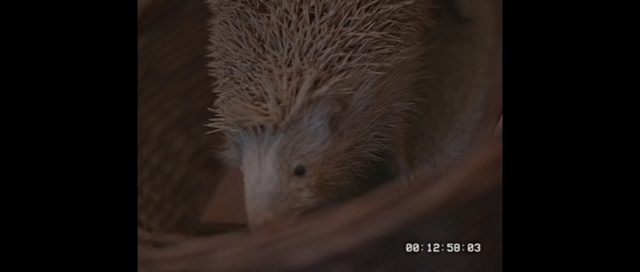 Video Reference: Erinaceidae, Hedgehog, Mammal, Porcupine, Domesticated hedgehog, Rodent, Whiskers, Snout, New World porcupine, Mouse