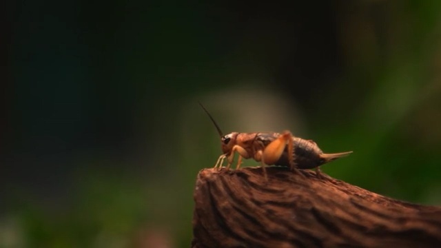 Video Reference: Insect, Invertebrate, Pest, Macro photography, Membrane-winged insect, Wildlife, Close-up, Organism, Leaf, Photography
