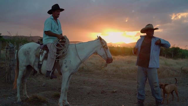 Video Reference: Horse, Wrangler, Cowboy, Rein, Halter, Western riding, Bridle, Pack animal, Drover, Ranch, Outdoor, Man, Grass, Cow, Riding, Field, White, Woman, Dirt, Wearing, Water, Beach, Ocean, Sandy, Standing, Walking, People, Dog, Herd, Group, Hat, Cattle, Holding, Sheep, Sky, Ground, Animal, Person, Mammal, Clothing, Mare, Stallion, Horse supplies, Mane