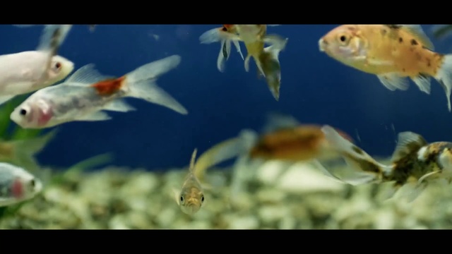 Video Reference: Fish, Vertebrate, Marine biology, Freshwater aquarium, Feeder fish, Organism, Fish, Underwater, Aquarium, Koi
