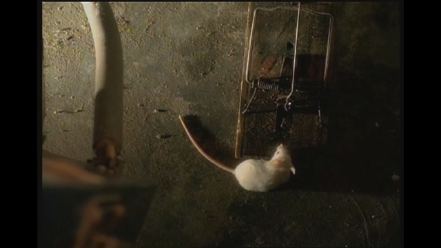 Video Reference: fauna, darkness, atmosphere, screenshot, sunlight, organism, still life photography, tail, midnight, wildlife