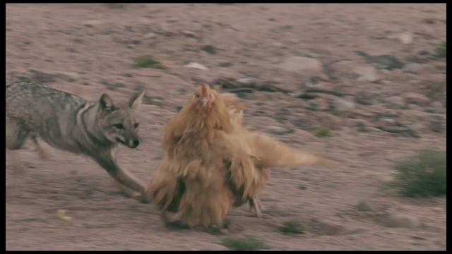 Video Reference: Vertebrate, Mammal, Canidae, Wildlife, Dog, Carnivore, Cairn terrier, Dog breed, Berger picard, Canis