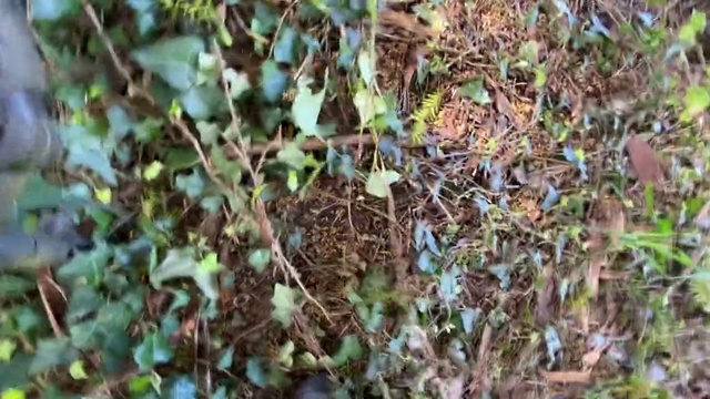 Video Reference: Plant, Flower, Leaf, Grass, Plant community, Tree, Adaptation, Branch, Soil, Shrub