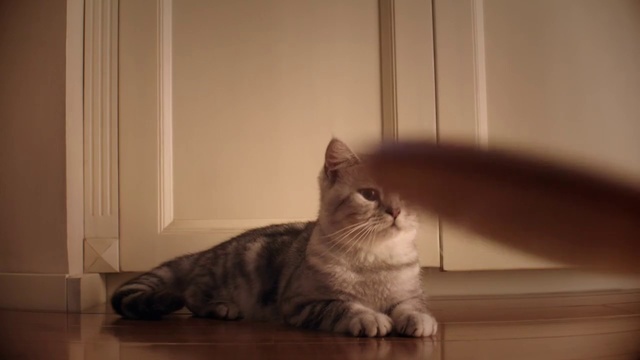 Video Reference: Cat, Mammal, Vertebrate, Small to medium-sized cats, Whiskers, Felidae, Tabby cat, European shorthair, Domestic short-haired cat, Carnivore