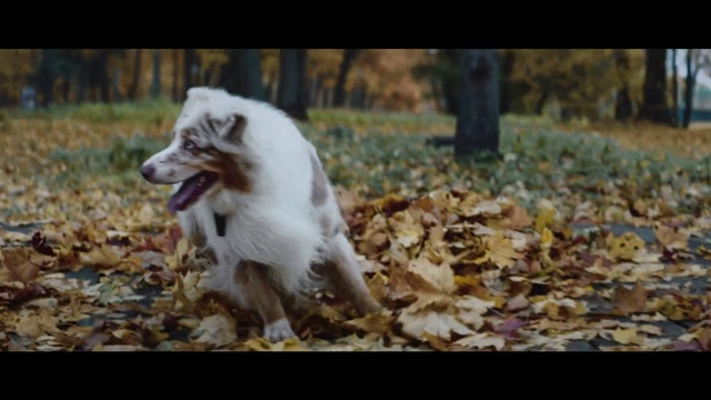 Video Reference: Mammal, Vertebrate, Dog, Dog breed, Canidae, Carnivore, Australian shepherd, Border collie, Miniature australian shepherd, Working dog