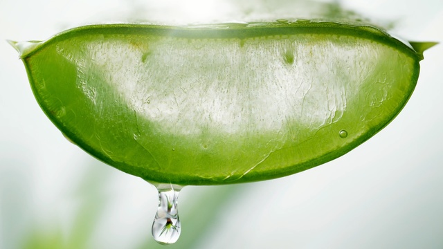 Video Reference: Green, Water, Plant, Drop, Fruit, Dew, Food, Drink