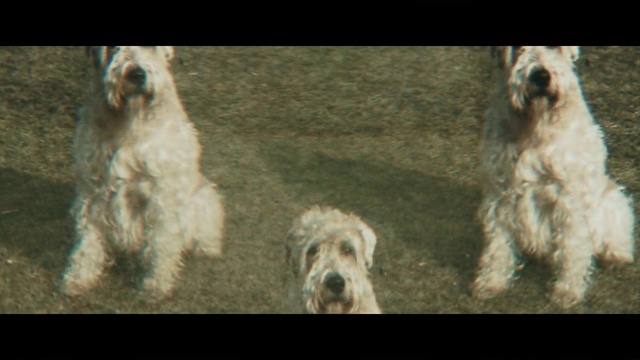 Video Reference: Dog, Mammal, Vertebrate, Dog breed, Canidae, Irish wolfhound, Carnivore, Irish soft-coated wheaten terrier, Terrier, Sporting group, Animal, Standing, Looking, Front, Photo, Small, Sitting, Man, Brown, Different, White, Playing, Large, Sheep, Group, Holding, Display, Cat, Room, Laying, Field, Puppy, Colored