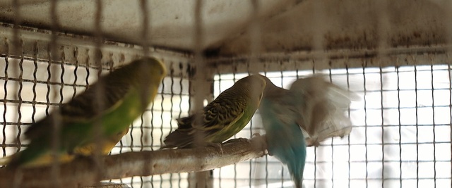 Video Reference: bird, common pet parakeet, parakeet, fauna, parrot, cage, beak, lovebird, cockatiel, feather