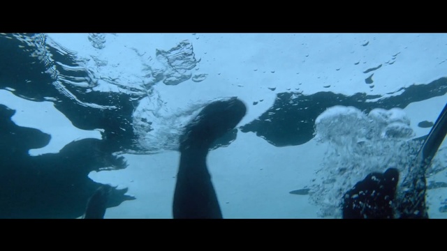 Video Reference: water, underwater, ecosystem, atmosphere, geological phenomenon, marine biology, sky, organism, underwater diving, black and white