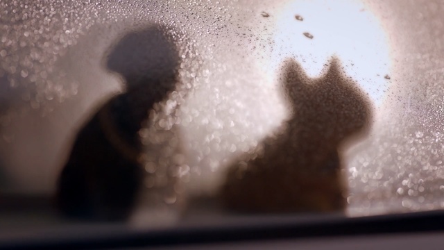 Video Reference: water, close up, macro photography