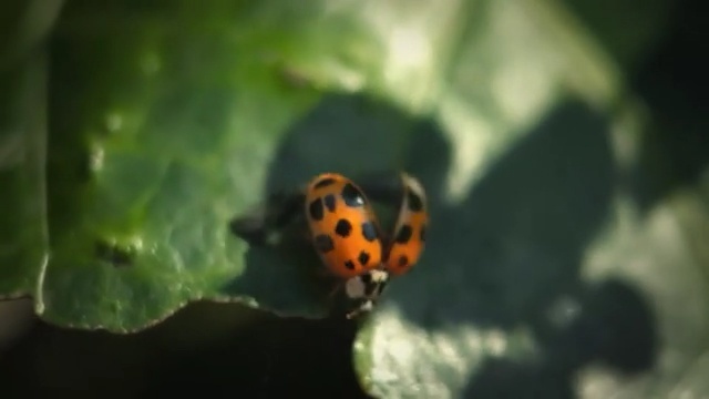 Video Reference: Ladybug, Insect, Macro photography, Nature, Beetle, Invertebrate, Close-up, Organism, Photography, Arthropod, Person