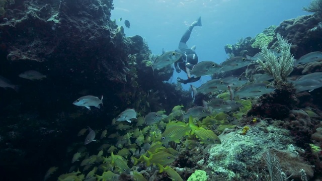 Video Reference: Underwater, Reef, Coral reef, Marine biology, Organism, Natural environment, Coral, Fish, Coral reef fish, Water