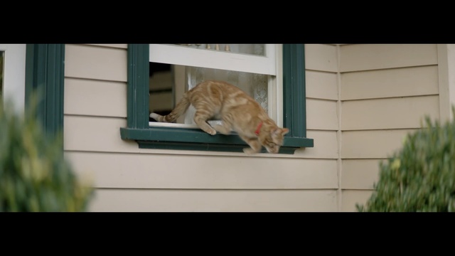 Video Reference: Felidae, Cat, Small to medium-sized cats, Window, Carnivore, Architecture, Sporting Group, Tabby cat, Door, Animal shelter, Person