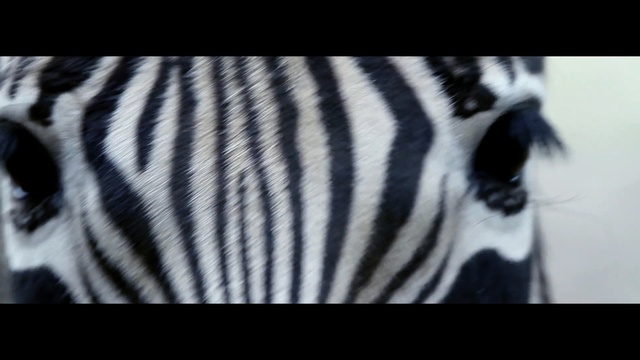 Video Reference: white, black, black and white, wildlife, mammal, zebra, monochrome photography, head, close up, photography, Person
