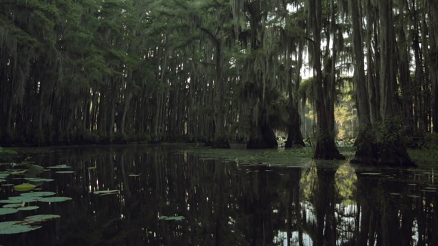 Video Reference: Nature, Natural environment, Tree, Forest, Swamp, Bayou, Natural landscape, Nature reserve, Wetland, Vegetation, Person