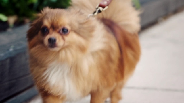 Video Reference: dog, dog like mammal, dog breed, dog breed group, pomeranian, german spitz klein, german spitz, carnivoran, snout, tibetan spaniel