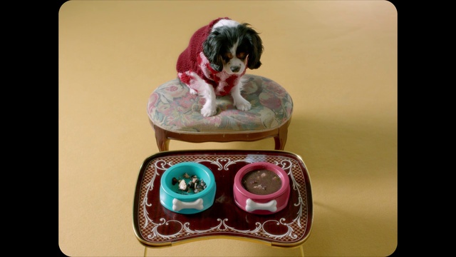 Video Reference: Dog, Rectangle, Carnivore, Pink, Pet supply, Companion dog, Dog breed, Dishware, Technology, Electronic device