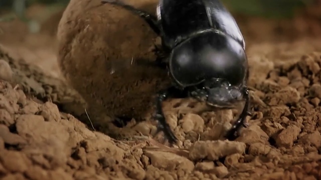 Video Reference: Arthropod, Insect, Terrestrial animal, Pest, Invertebrate, Soil, Parasite, Wildlife, Macro photography