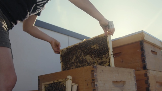 Video Reference: bee, beehive