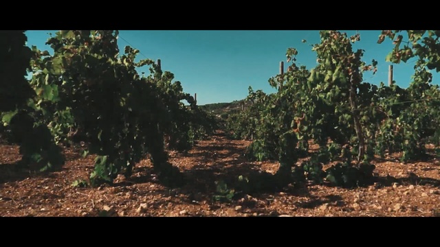 Video Reference: vegetation, agriculture, tree, sky, vineyard, biome, soil, landscape, shrubland, sunlight