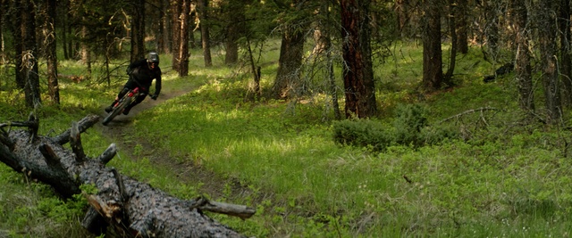 Video Reference: Nature, Woodland, Forest, Old-growth forest, Natural environment, Trail, Freeride, Northern hardwood forest, Natural landscape, Biome
