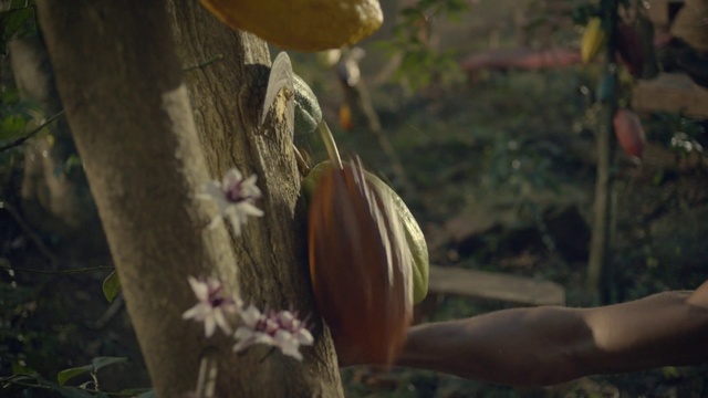 Video Reference: Plant, Flower, Plant stem, Vegetable