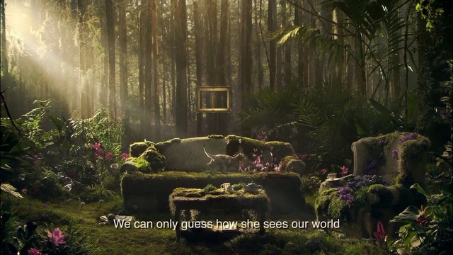 Video Reference: nature, forest, vegetation, rainforest, jungle, old growth forest, woodland, tree, sunlight, biome, Person