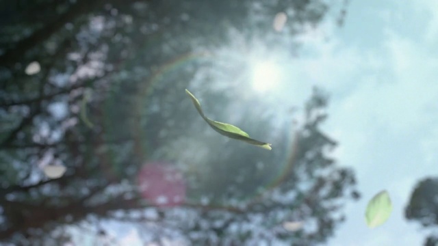 Video Reference: Nature, Branch, Organism, Sky, Water, Botany, Leaf, Tree, Plant, Wildlife