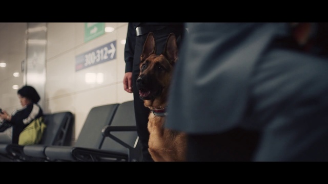 Video Reference: Photography, Guard dog, Canidae