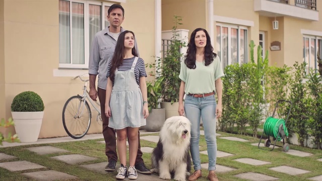 Video Reference: Dog, Mammal, Canidae, Old english sheepdog, Dog breed, Carnivore, Companion dog, Sporting Group, Sapsali, Bearded collie